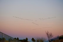 migrating geese flying in the sky at sunset 
