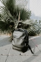 book bag in front of a palm 
