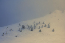 Trees in Winter Mist in Ciucas Mountains, Romania