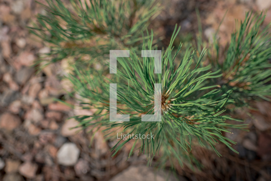 green pine needles 