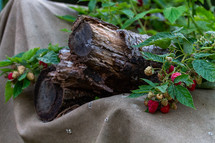 logs and raspberries on the vine 