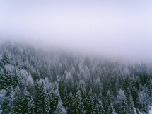 snow falling on a winter forest 