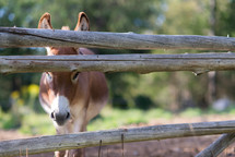 donkey through a fence 