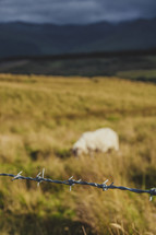 barbed wire and sheep 