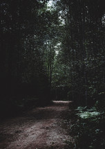 A dirt road through a forest.