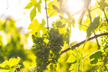 Wine Grape ripening for the harvest