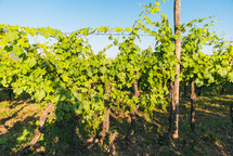 Wine Grape ripening for the harvest