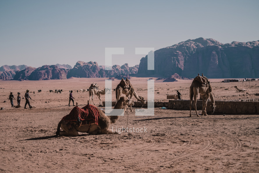 camels in a desert 