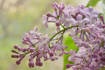Closeup Lilac Purple and Drops In Spring Garden