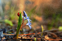 Closeup Ladybug on Common Violets Viola Odorata in Spring Rain