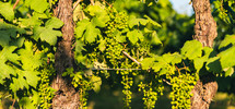 Large leaves of the vineyards and unripe bunches