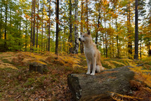 Japanese Dog Akita Inu puppy in autumn forest