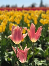 field of tulips 
