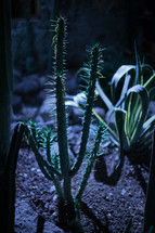 cactus in a garden at night 