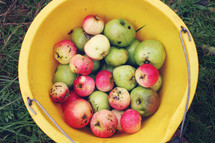apples in a bucket 