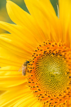 bee on a sunflower 