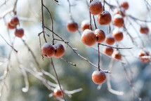red berries on a tree 