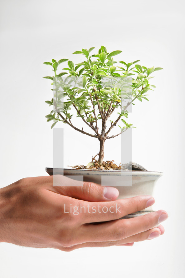 Bonsai tree growing in cupped hands