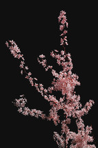Pink Cherry Blossoms. Beautiful Spring Tree with Black Bacground