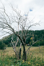 a bare tree in a field 