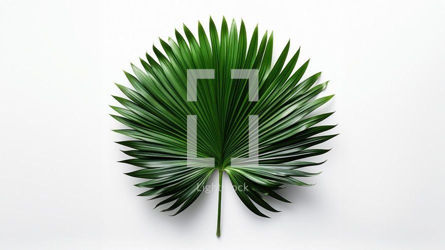A large round palm branch with green leaves spread out. Set against a white background. 