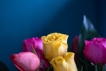 yellow and pink  roses 