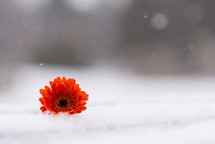 gerber daisy in snow 