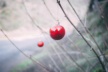 red ornaments on a  branch 
