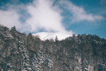 White snow-covered spruce trees in winter