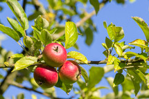 apples on branches 