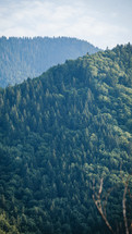 Green Pine Forest Carpathian Mountains