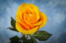 dew on a yellow rose