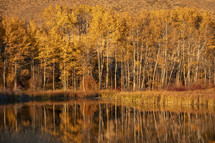 golden forest and lake 