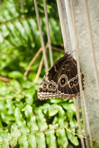 Butterfly on string in a garden of plants.
