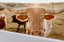 Texas longhorn on ranch in the sunlight
