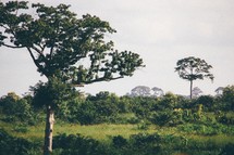 dense green vegetation in Africa