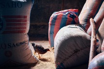 burlap sacks of grain and a hen 