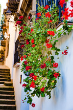 red flowers hanging from a flower box in Spain 