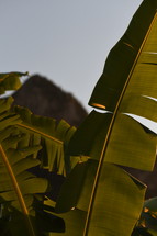 large green tropical leaves 