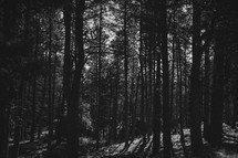 trees in a forest in black and white 