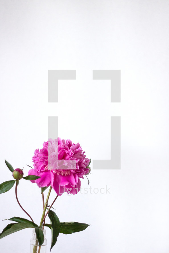fuchsia flower in a vase 