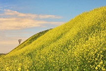 Rapeseed field, isolated tree and blue Sky in spring time