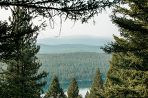 pine forest and lake view 