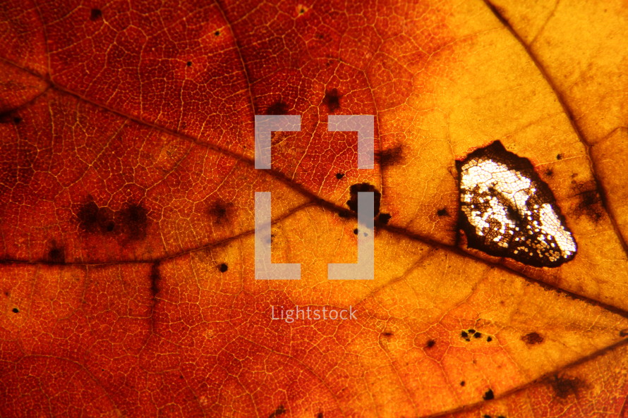 red fall leaf closeup 