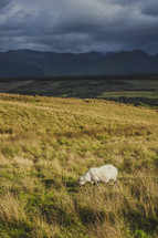 sheep in Scotland Highlands 