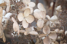 dried brown flowers 