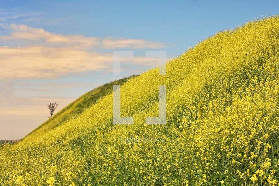 Rapeseed field, isolated tree and blue Sky in spring time