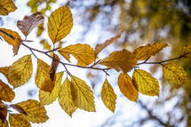 golden fall leaves 