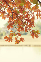 Autumn concept, orange leaves over the lake.