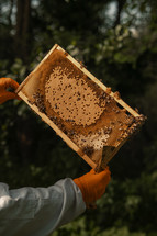 Honey bees on a bee hive frame, wooden bee box, beekeeping, beekeeper